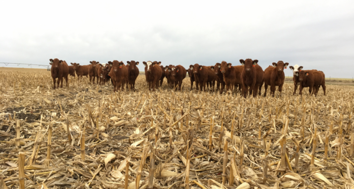 Livestock in corn residue