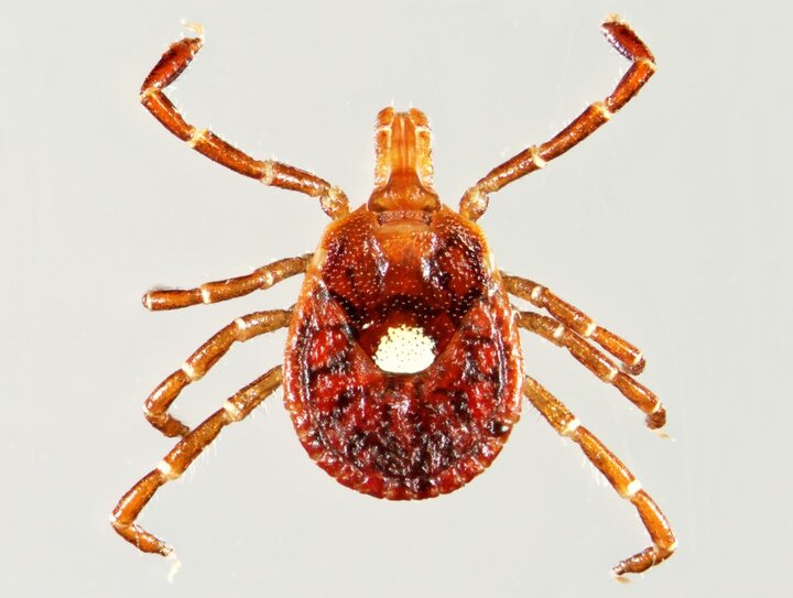 Lonestar tick female dorsal