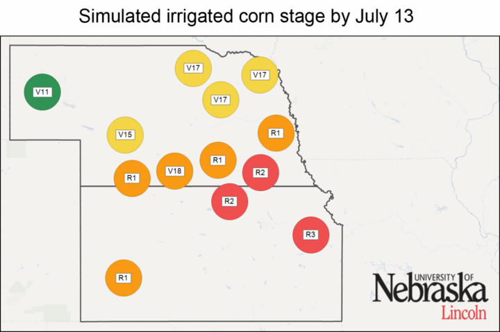 Simulated irrigated corn stages