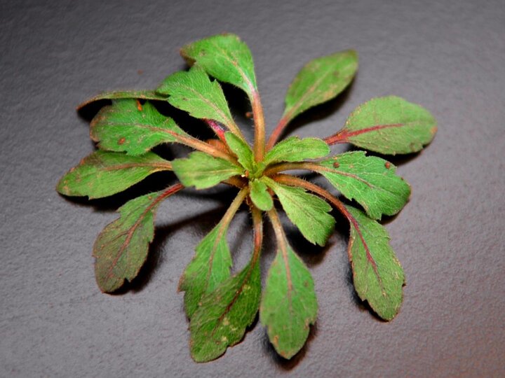 Marestail rosette