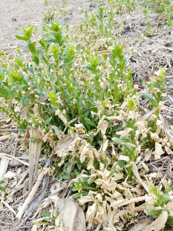 Marestail in a field