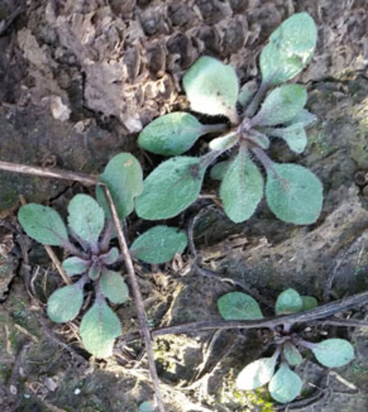  marestail rosette stage