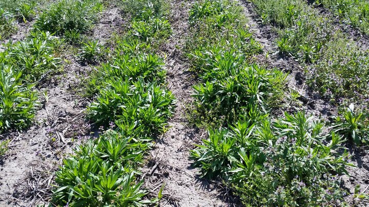 marestail in field