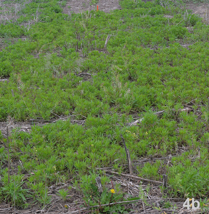 Marestail control plot