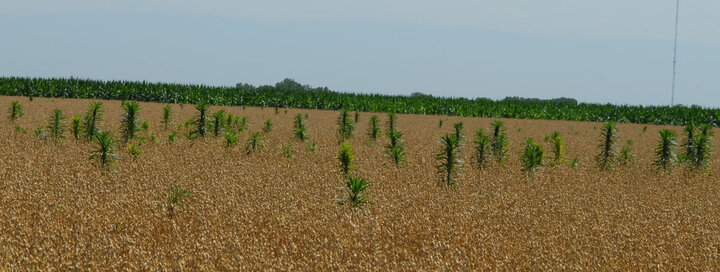 marestail in oats