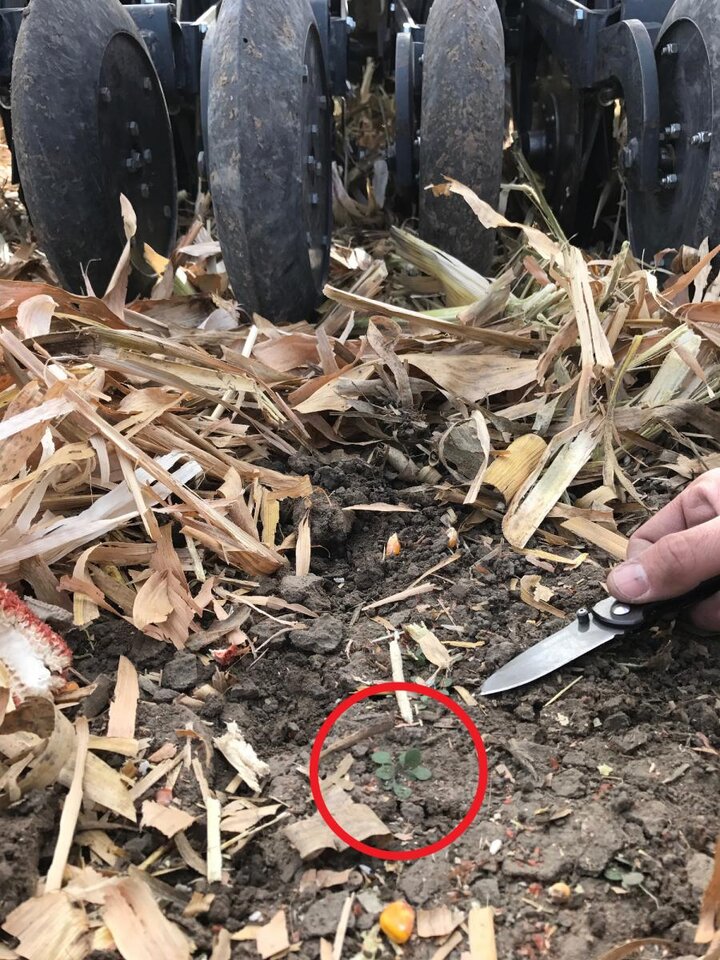 marestail rosette covred by residue