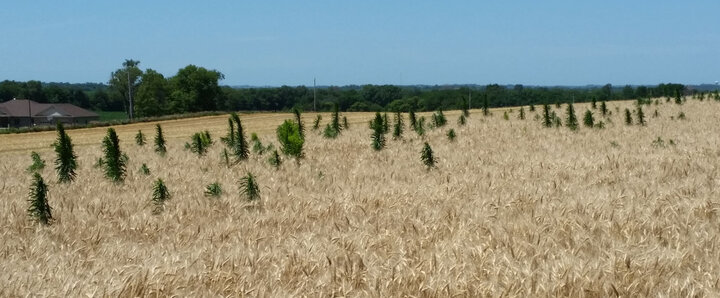 Tall marestail in wheat