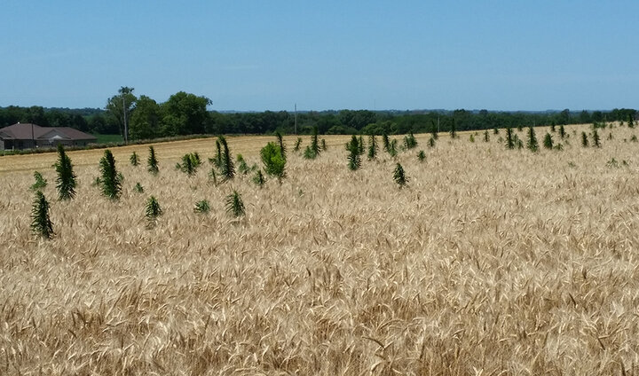 Marestail in mature wheat