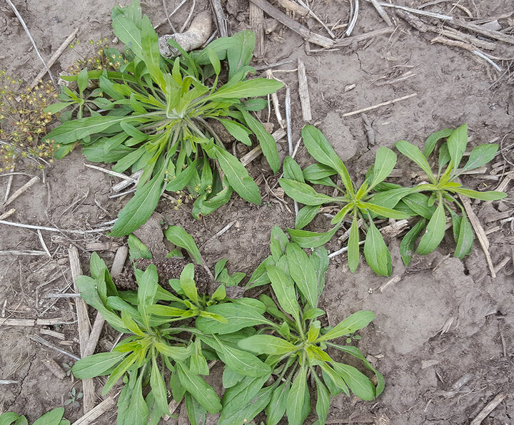 Marestail rosettes