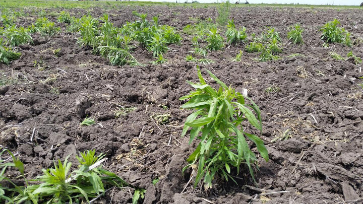 marestail in field