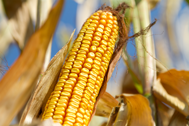 mature ear of corn in field