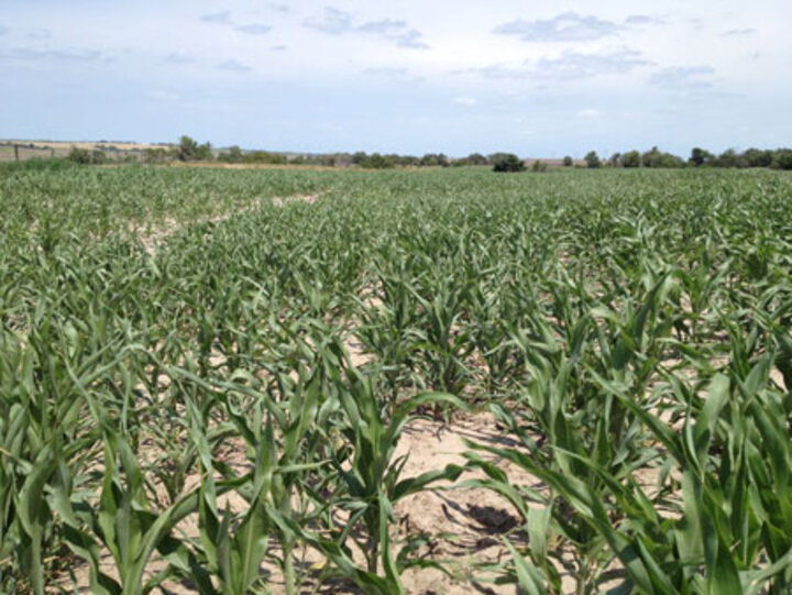 Dryland milo field in west central Nebraska