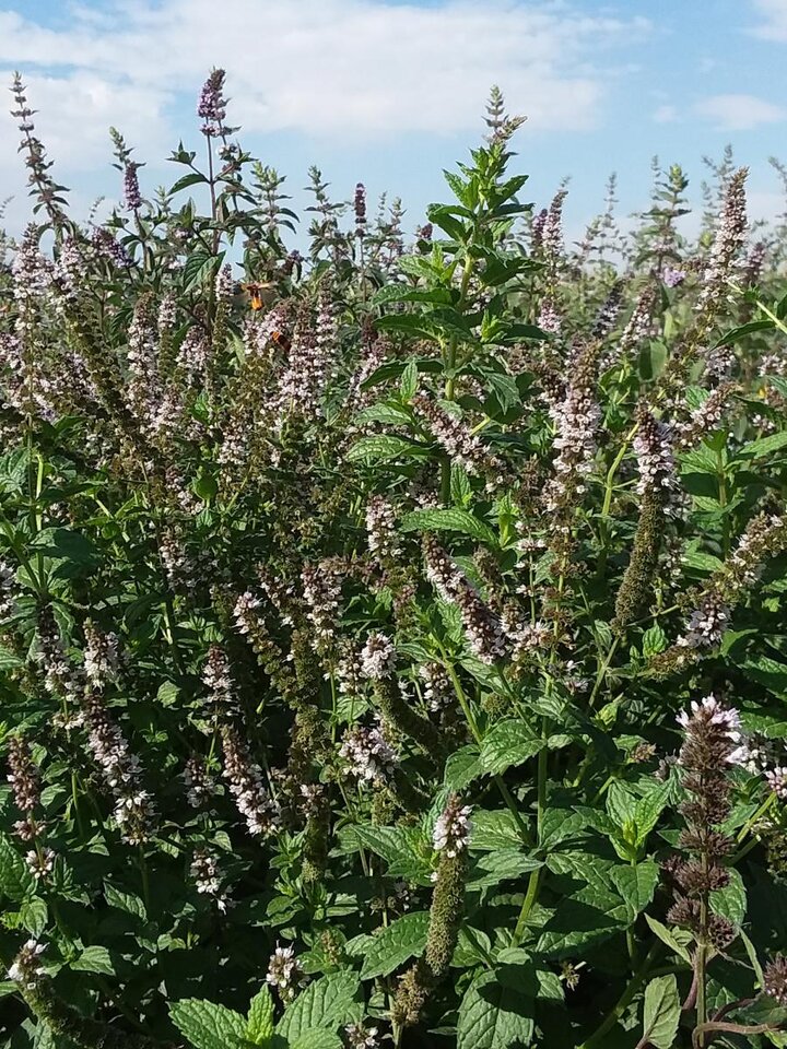 Scotch, a variety of spearmint