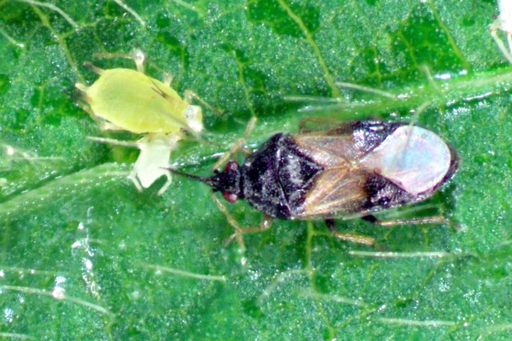 Minute pirate bug with soybean aphid