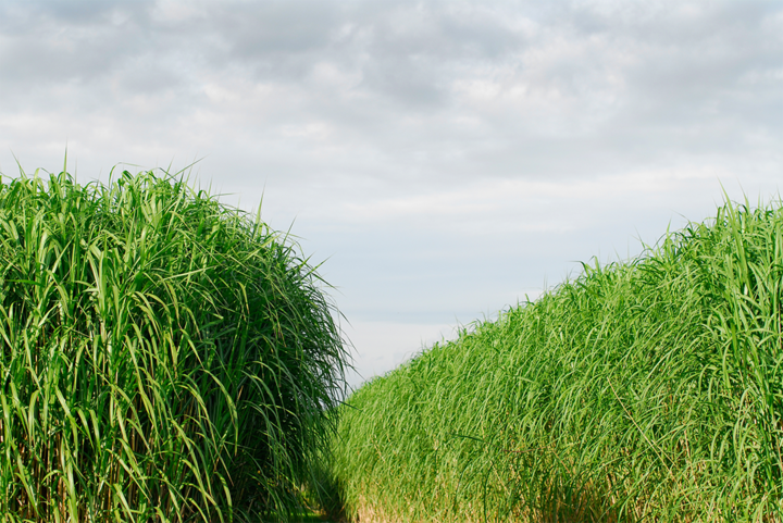 miscanthus field