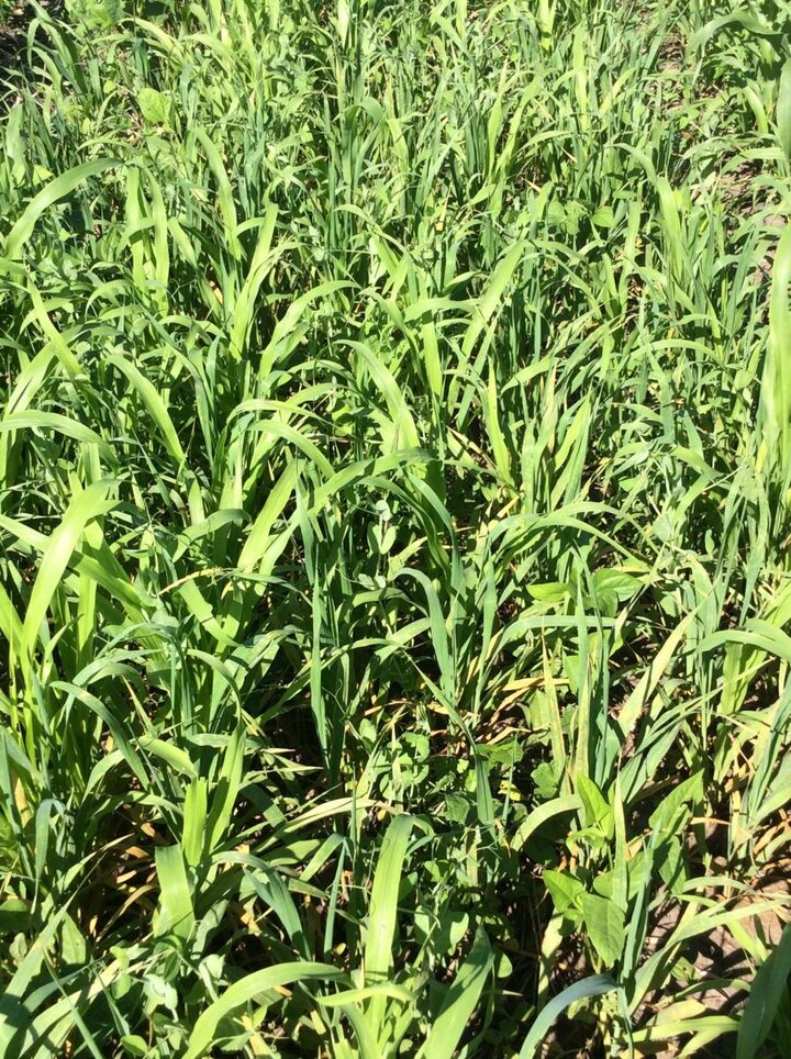 Cowpea and mixd legume cover crop