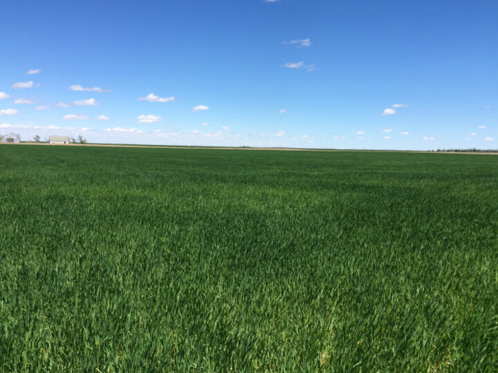 Yellowish wheat due to nitrogen deficiency