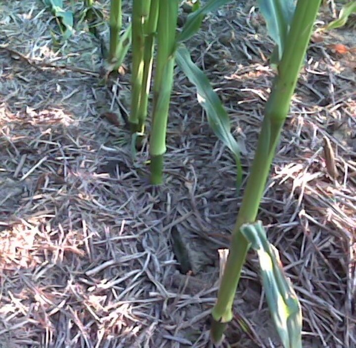 Seed-vees in heavy clay soils can dry out, creating an open trench