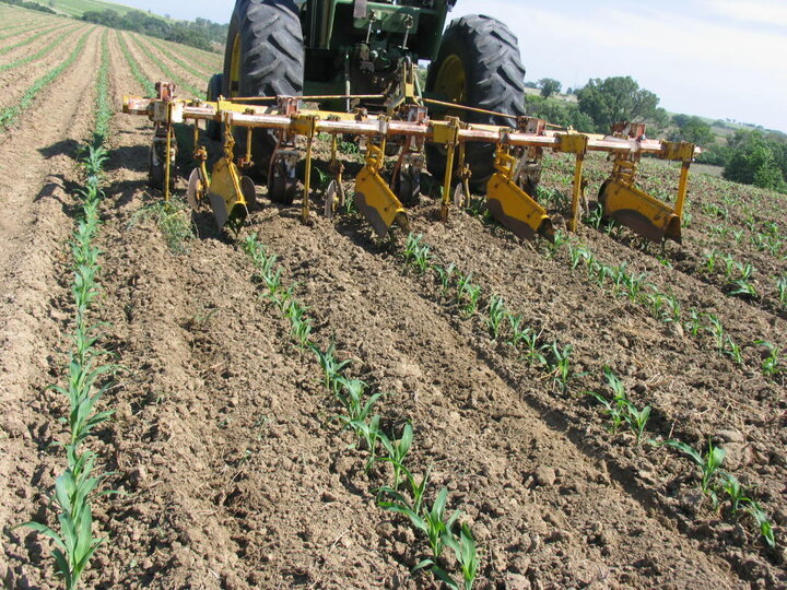 Ridge cultivation in an organic system