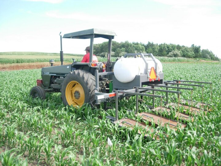 Flame weeding sorghum in an organic system