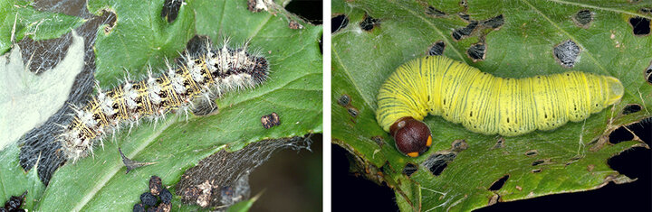 Painted lady caterpillar and silver spotted skipper caterpillar