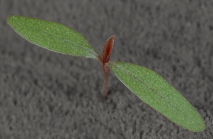 Palmer amaranth cotyledon leaves