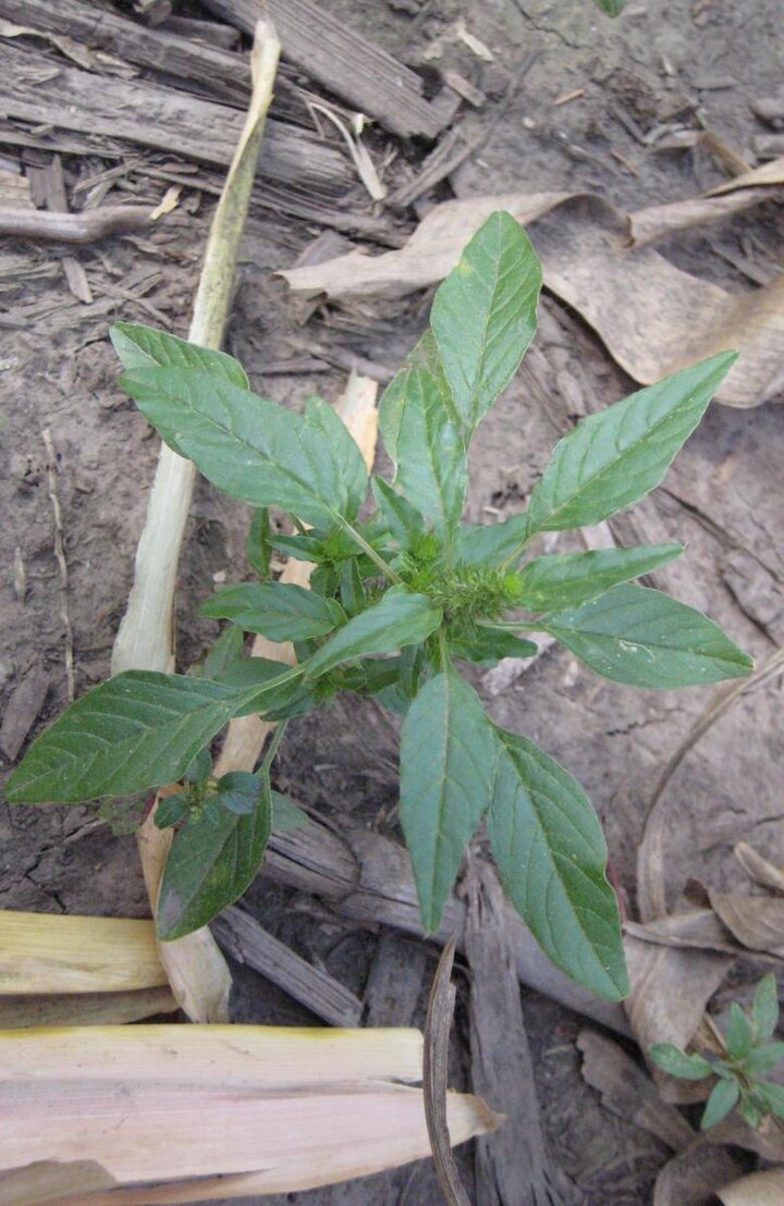 Palmer amaranth