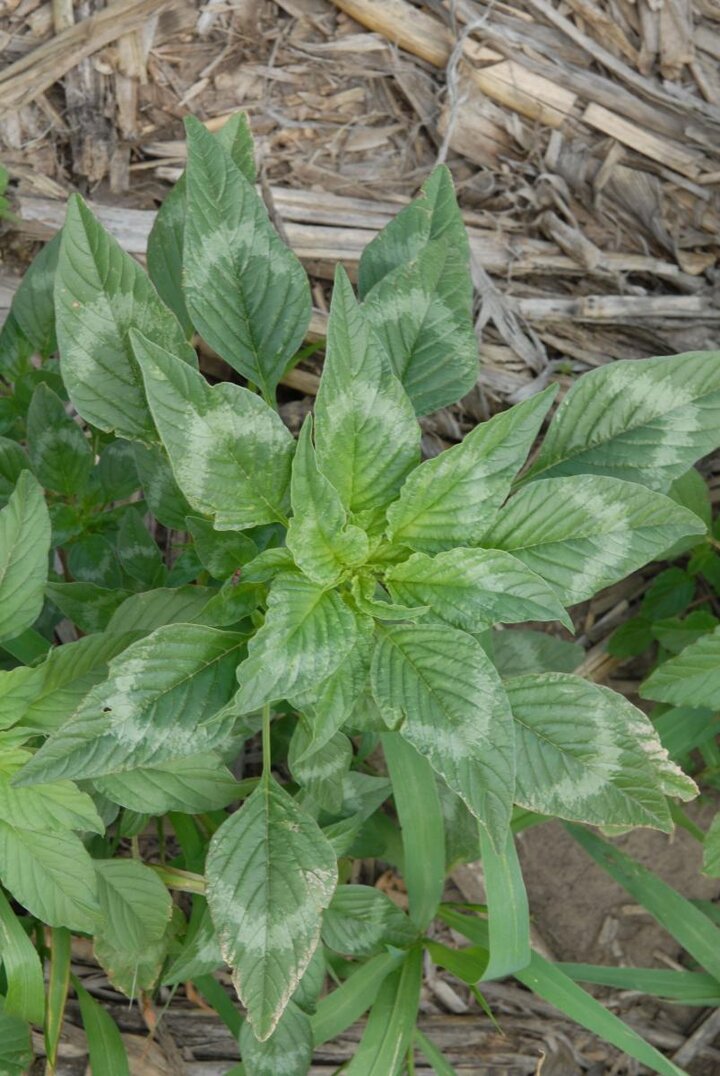 Palmer amaranth