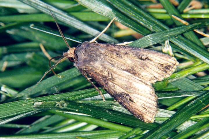 Black cutworm moth