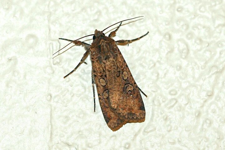 Variegated cutworm moth