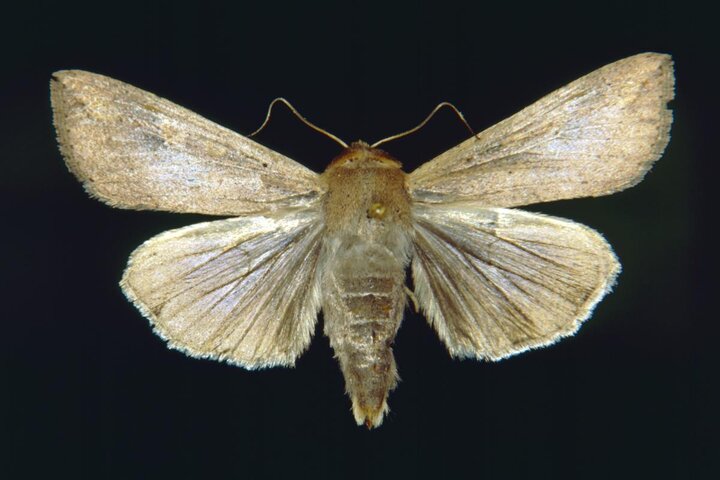 True Armyworm moth