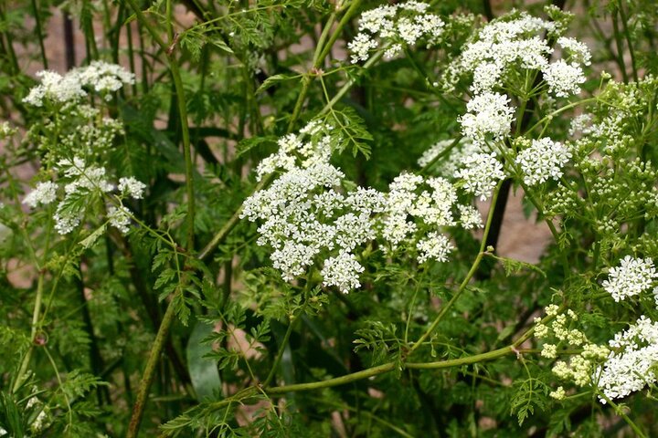 Poison hemlock