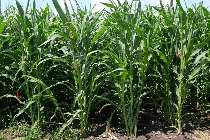 Popcorn where a PRE had been applied