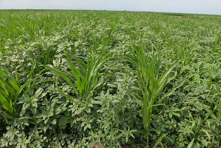 Weed pressure at V9 popcorn growth stage with no PRE herbicide application
