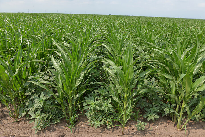 Weed pressure at v9 popcorn with PRE