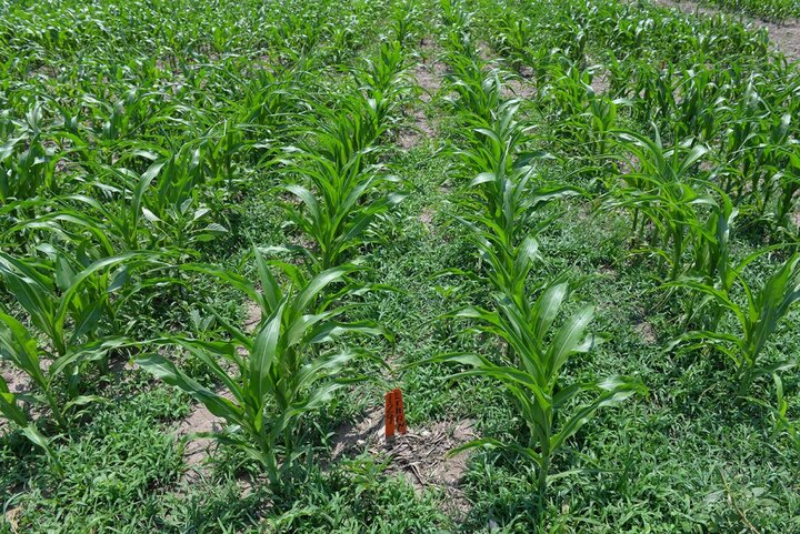 Photo of field trial evaluating Verdict weed control in popcorn