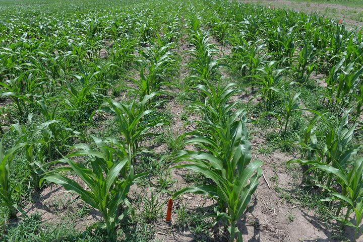 Photo of field trial evaluating Resicore weed control in popcorn