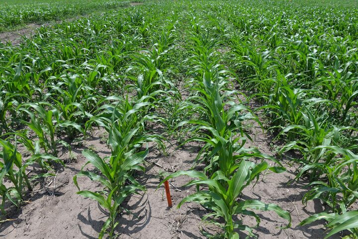 Photo of field trial evaluating Resicore weed control in popcorn