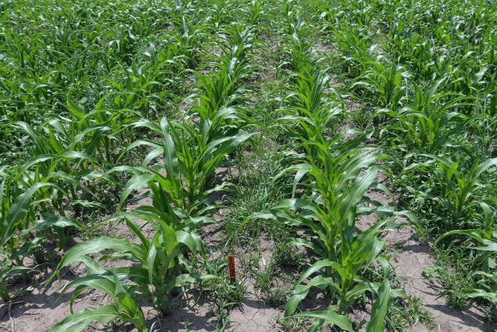 Photo of field trial evaluating Verdict weed control in popcorn