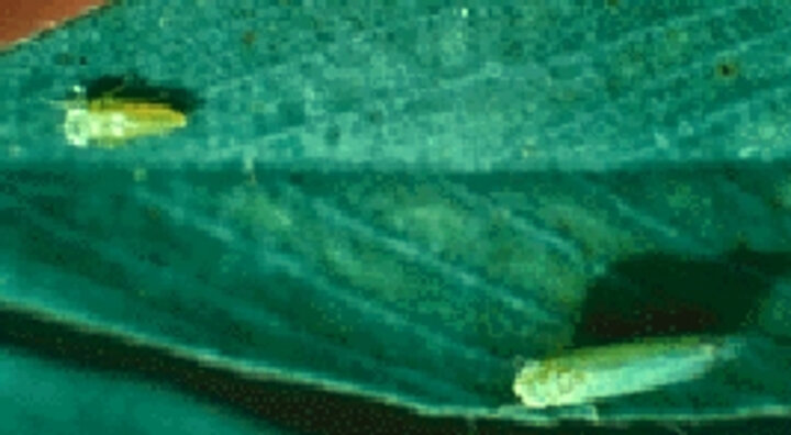 potato leafhoppers