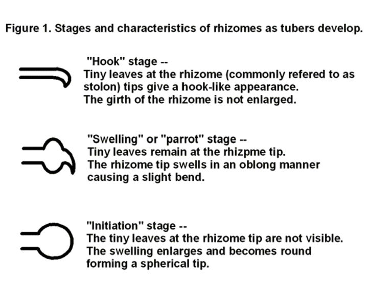 potato rhizome development