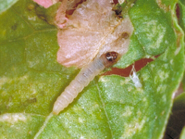 potato tuber moth larva