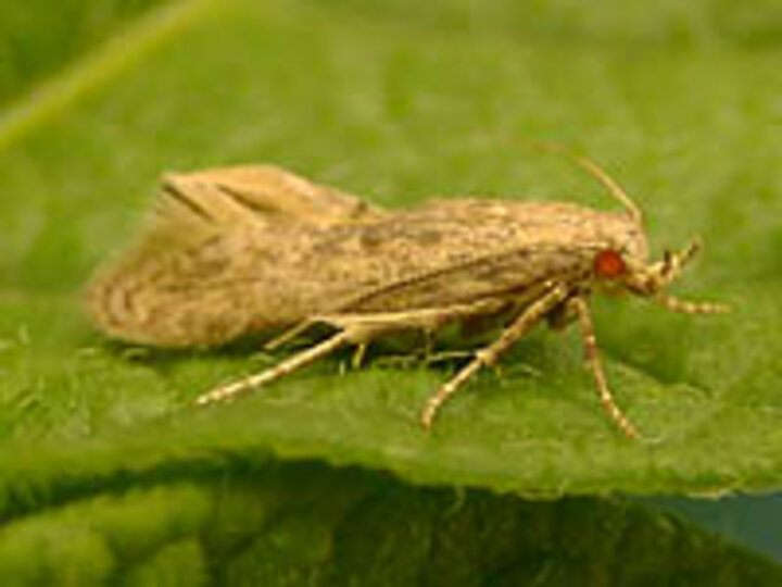 potato tuber moth