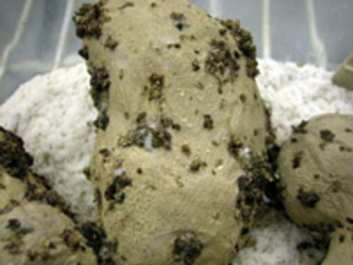 potato tuber worm frass