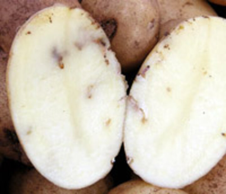 potato tuber moth worm tunnels