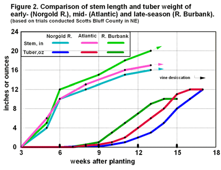 chart of tuber weights during crop development