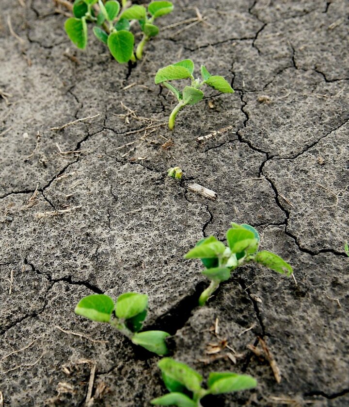 Soybean emerging in a field 