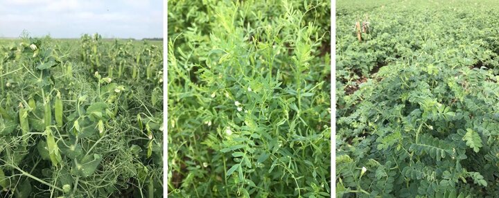 Composite photos of three pulse crops planted in double cropping study