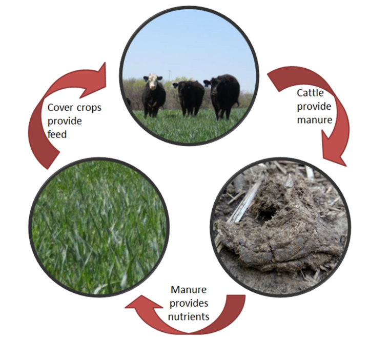 Diagram of nutrient cycle