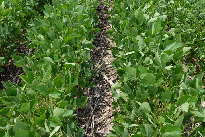 Figure 3. Sharpen (6 fl oz/acre) tank-mixed with 2,4-D (2.1 pt/acre) applied preplant followed by Liberty (36 fl oz/acre) tank-mixed with Warrant (2 qt/acre) applied post-emergence. Photo was taken 14 days after post-emergence herbicide application.